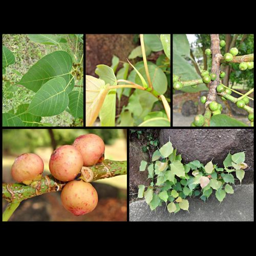 ficus religiosa flower