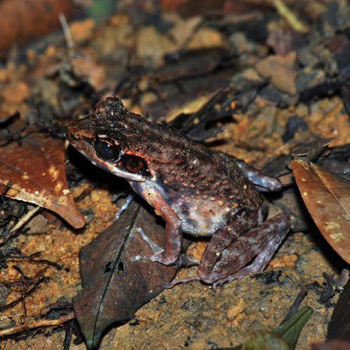 The Biodiversity of Singapore