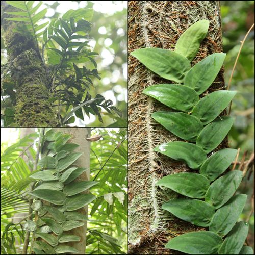 The Biodiversity of Singapore