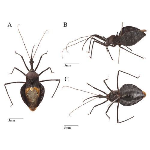 202305Abrodictyum pluma(仮) : コケシノブログ‐苔忍録‐