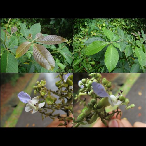 The Biodiversity of Singapore