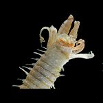 Solitary Tube Worm