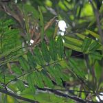 The Biodiversity Of Singapore