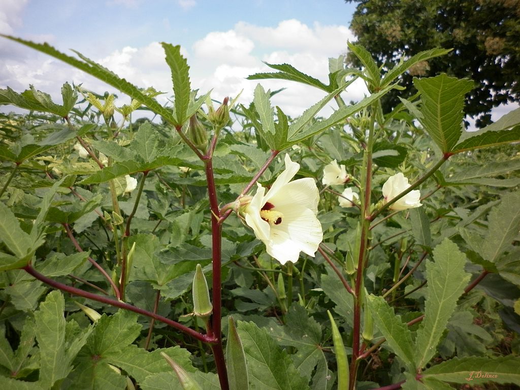 1024px-Okra(Abelmoschus_esculentus).JPG