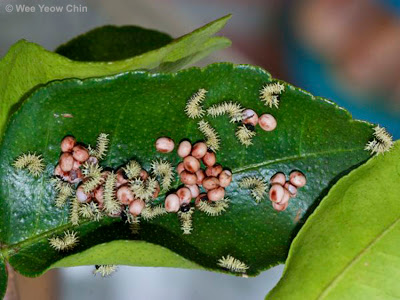 1st instar.jpg