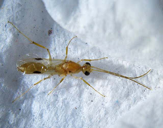 2. O.rix alate male.jpg