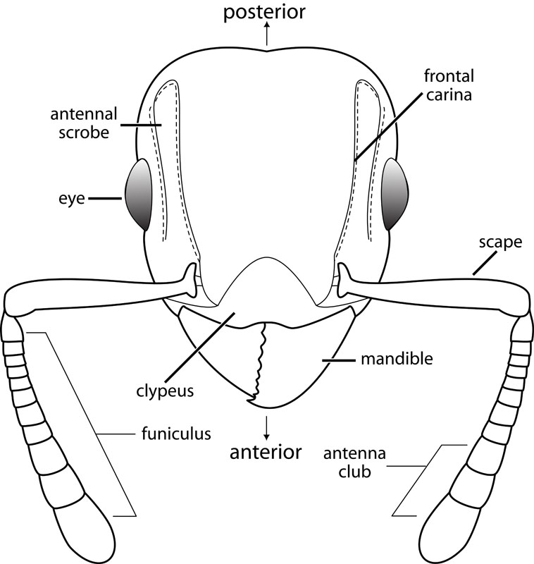 2.1 O.rix morpho typical ant.jpg