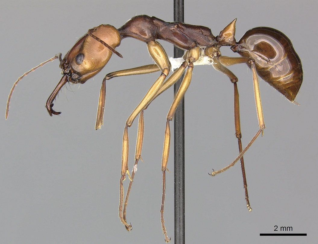 2.5 O.rix O.malignus body.jpg