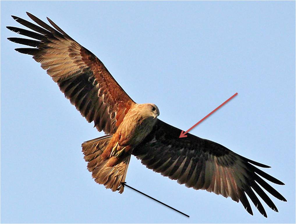 2nd comparison photo BK.jpg