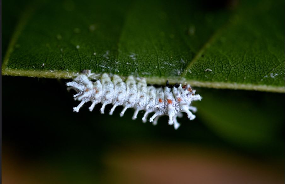 2nd instar.JPG