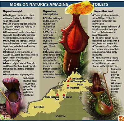 3 nepenthes toilets.jpg 3 nepenthes toilets.jpg