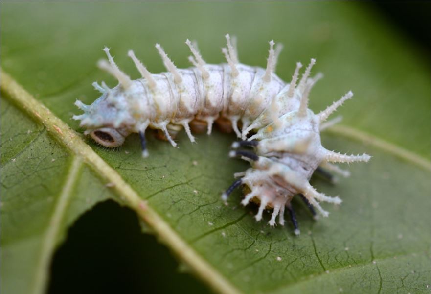 3rd instar.JPG