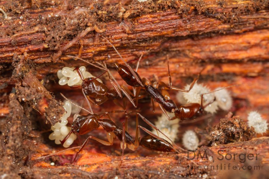 4. O.rix nest 2.jpg