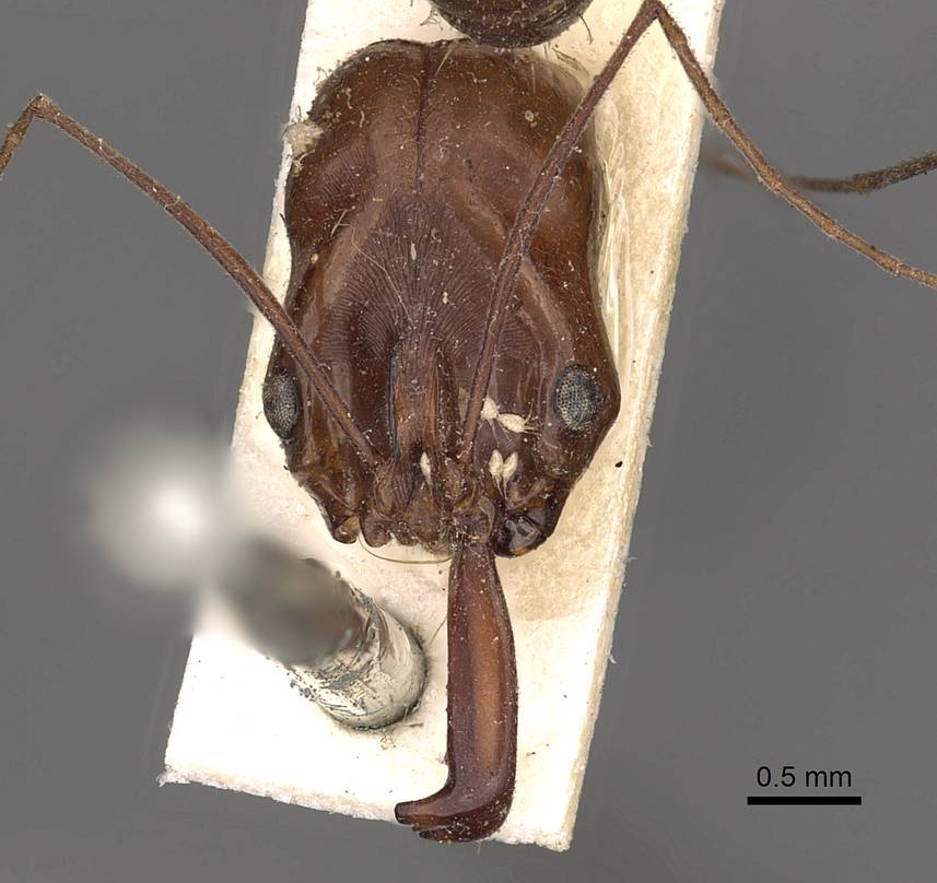 6.1 O.rix type head.jpg