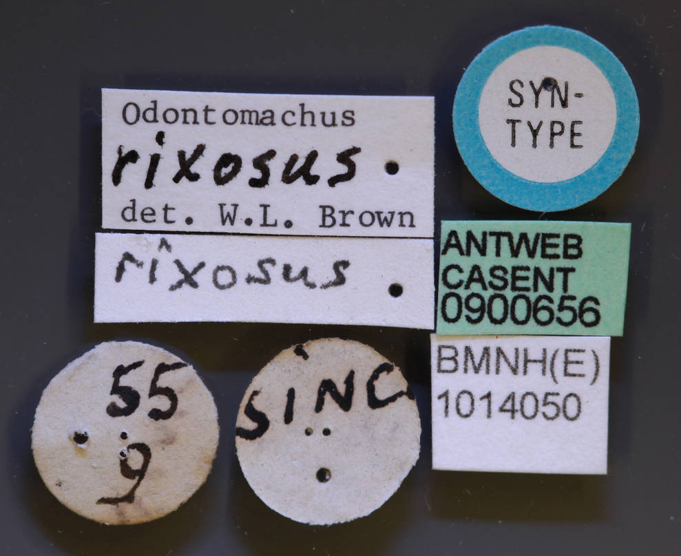 6.4 O.rix type labels.jpg