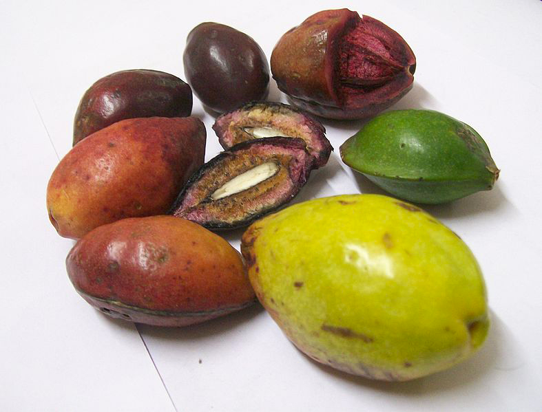 787px-Terminalia_catappa_fruits_at_various_stages_of_ripeness-1.JPG