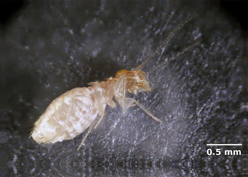 800px-Book_louse_03_Trogium_pulsatorium.JPG