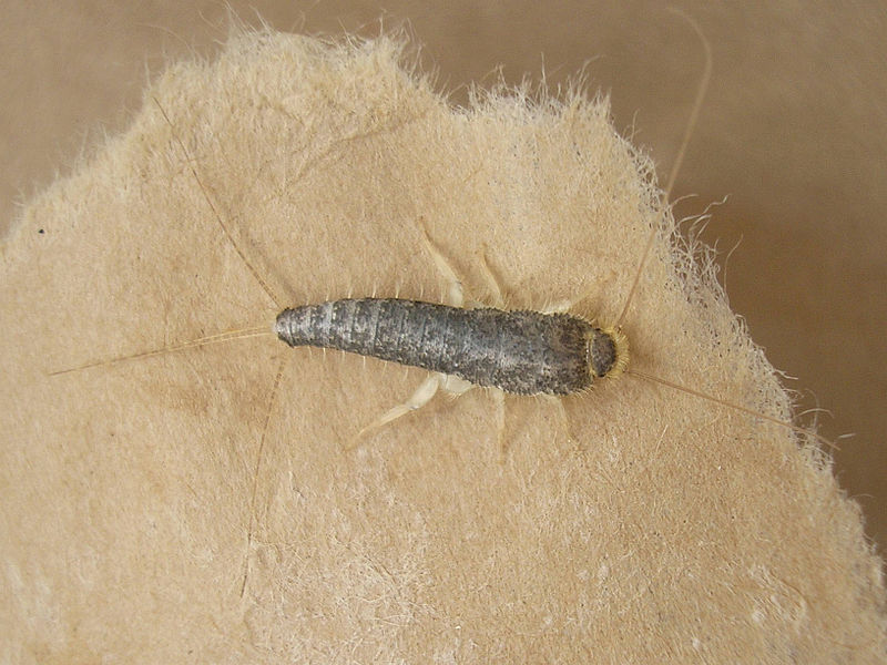800px-Ctenolepisma_longicaudata_20080805_395.jpg 800px-Ctenolepisma_longicaudata_20080805_395.jpg