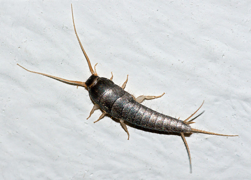 800px-LepismaSaccharina.jpg 800px-LepismaSaccharina.jpg