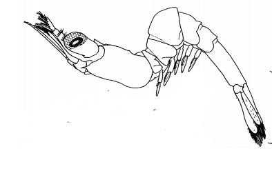 9thzoea.JPG