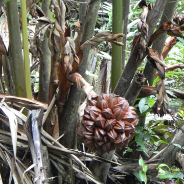 A bunch of drooping Nipah fruits.JPG