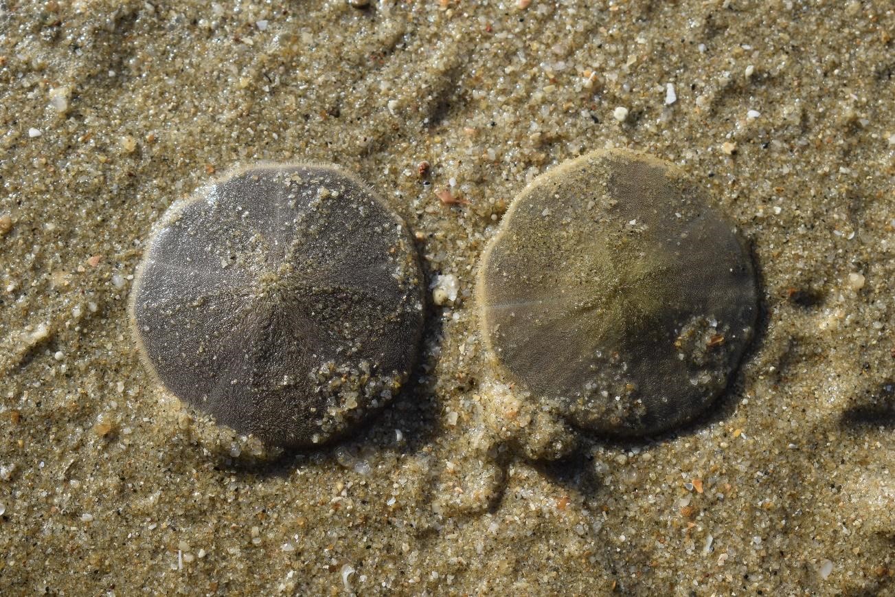 Sand Dollar Sea Shell Laganidae Sand Dollar Natural Marine Echinoderm  Skeleton