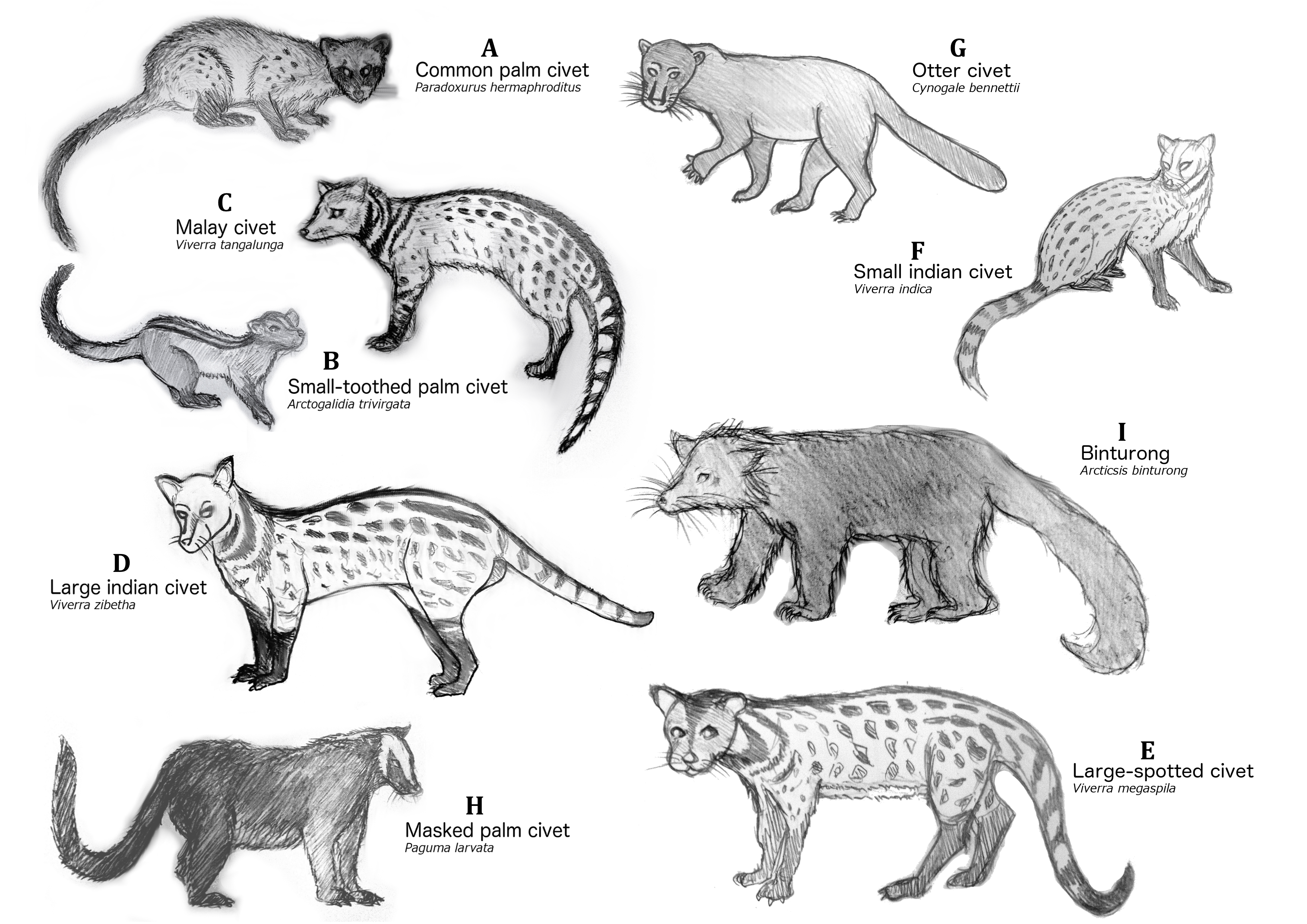 ALL CIVETS WITH NAME WITH LETTERING.png