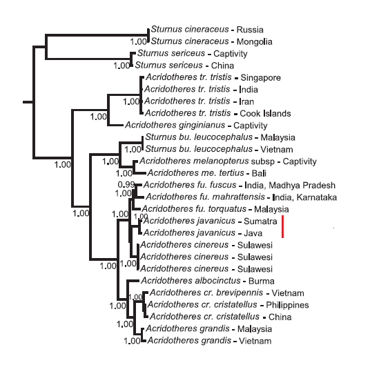 Acridotheres Phylogeny.png