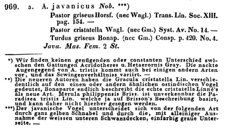 Acridotheres javanicus Original Species Description.png