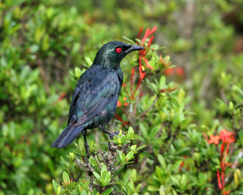 Asian_Glossy_Starling_(Aplonis_panayensis_strigata).jpg