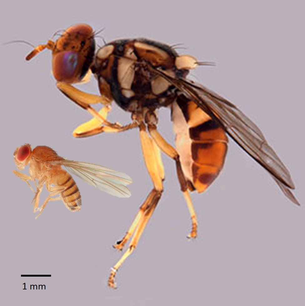 B. dorsalis size comparison.jpg