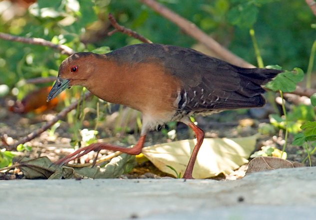 BBC edited.jpg BBC edited.jpg