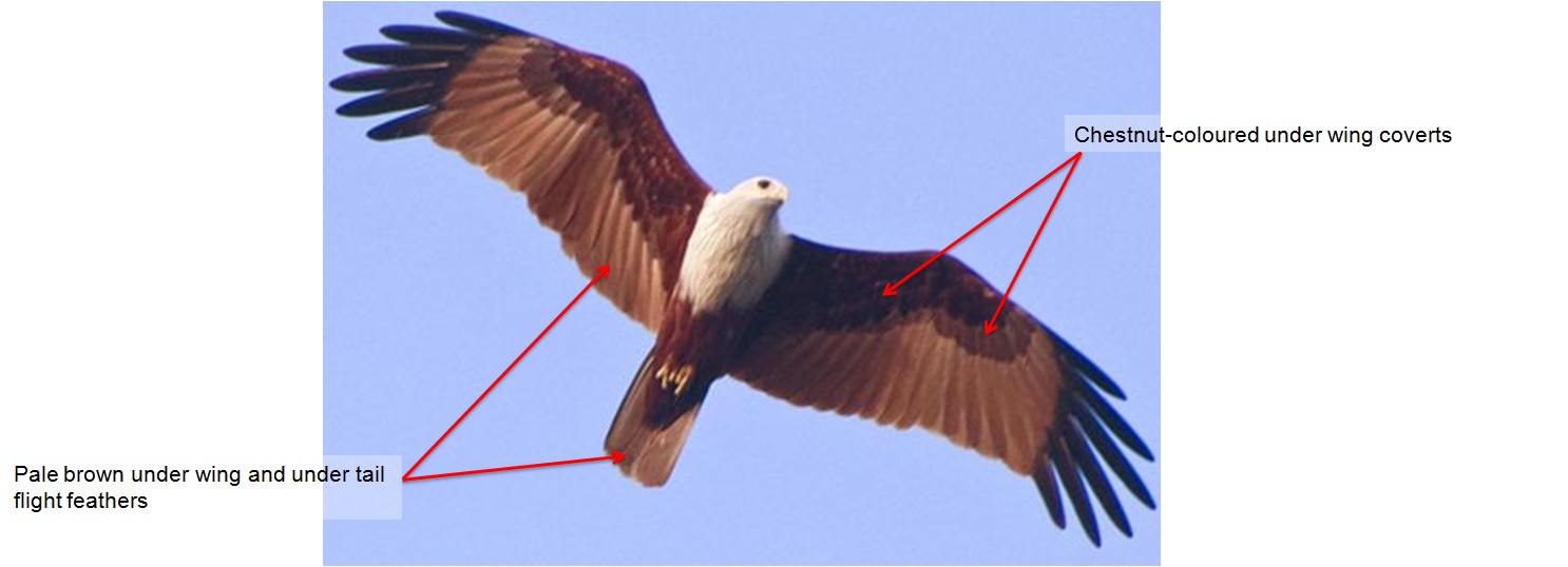 BK underwing edited 22.jpg