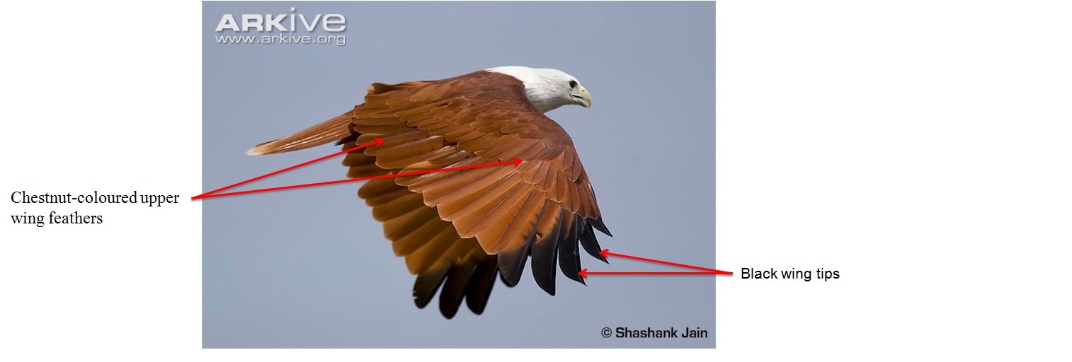 BK upperwing edited 22.jpg