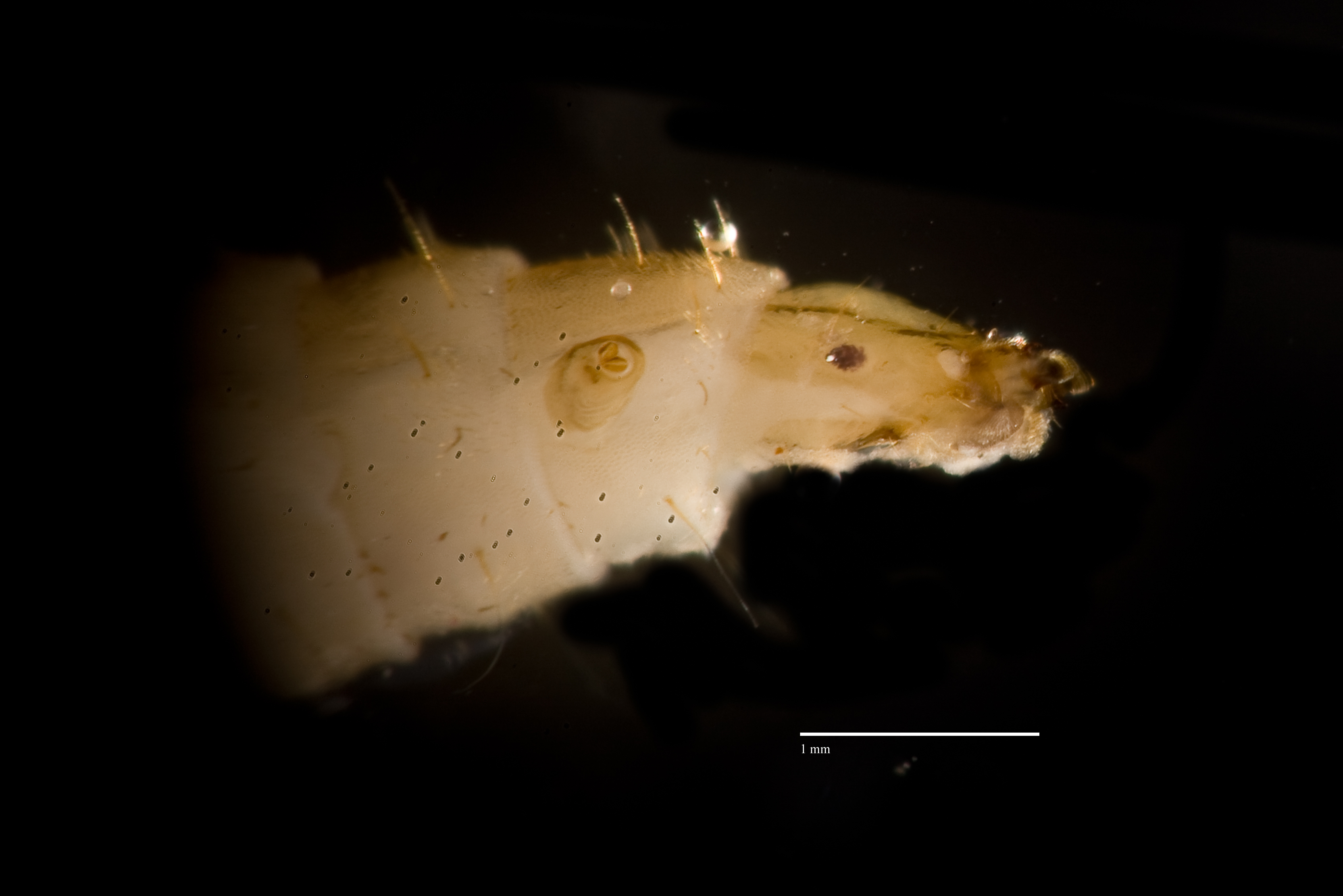 BSF Larvae Mouth CF4P2 withscale.jpg