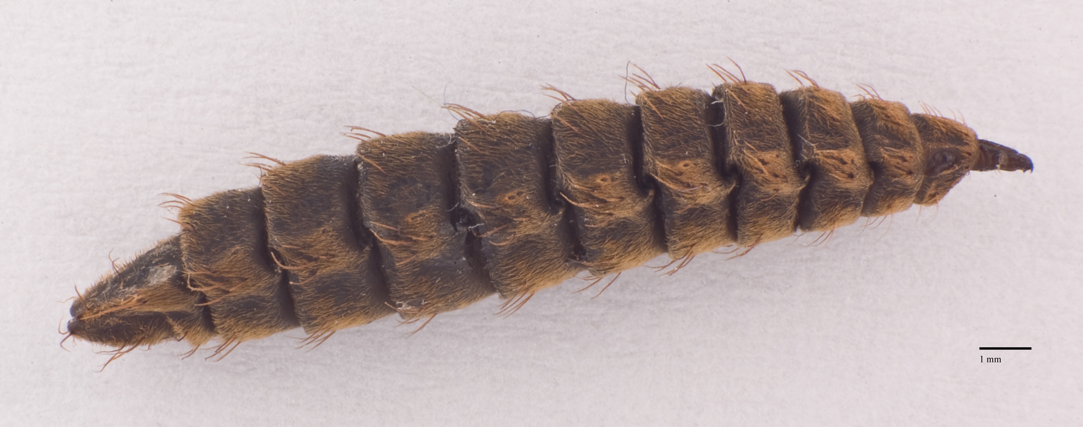 BSF Pupae H CF2P1 with scale.jpg