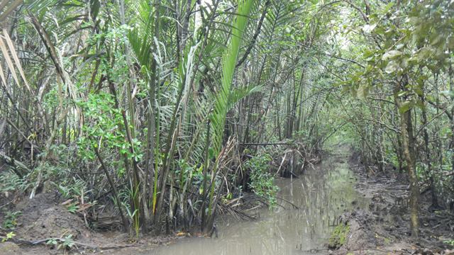 Brackish water environment where Nipah grow.JPG