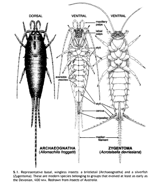 Bristletail vs silverfish.png