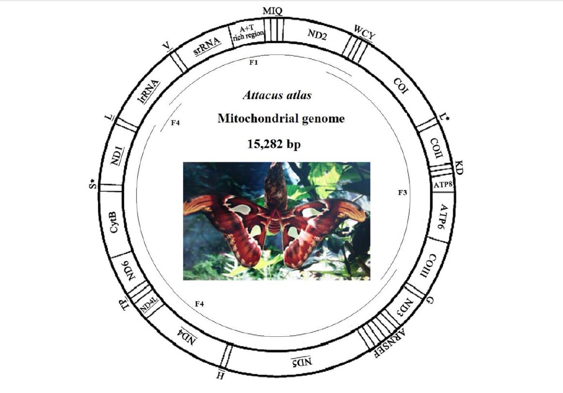 COmplete genome of atlas.jpg COmplete genome of atlas.jpg