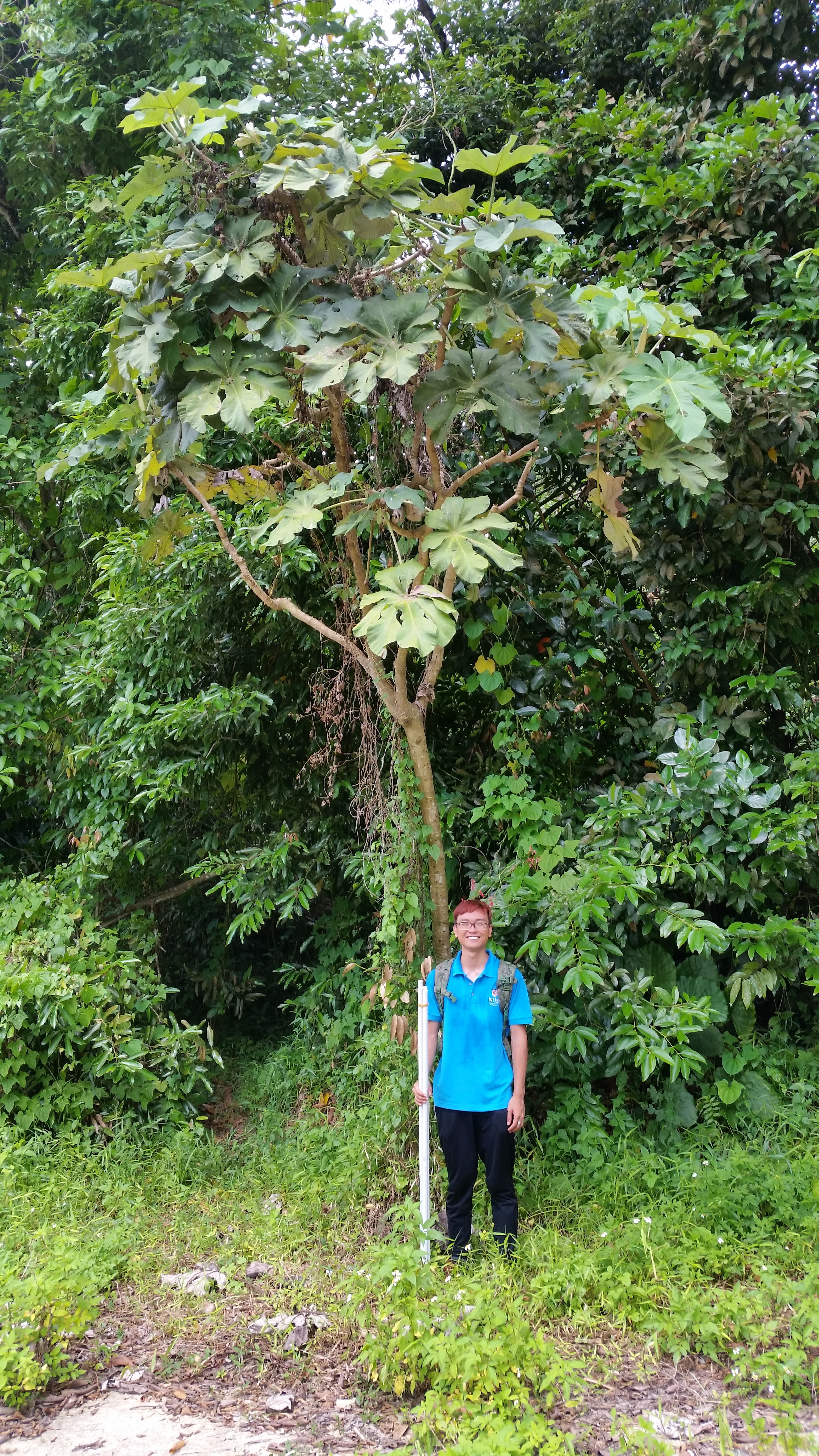 Cecropia and Jon2.jpg