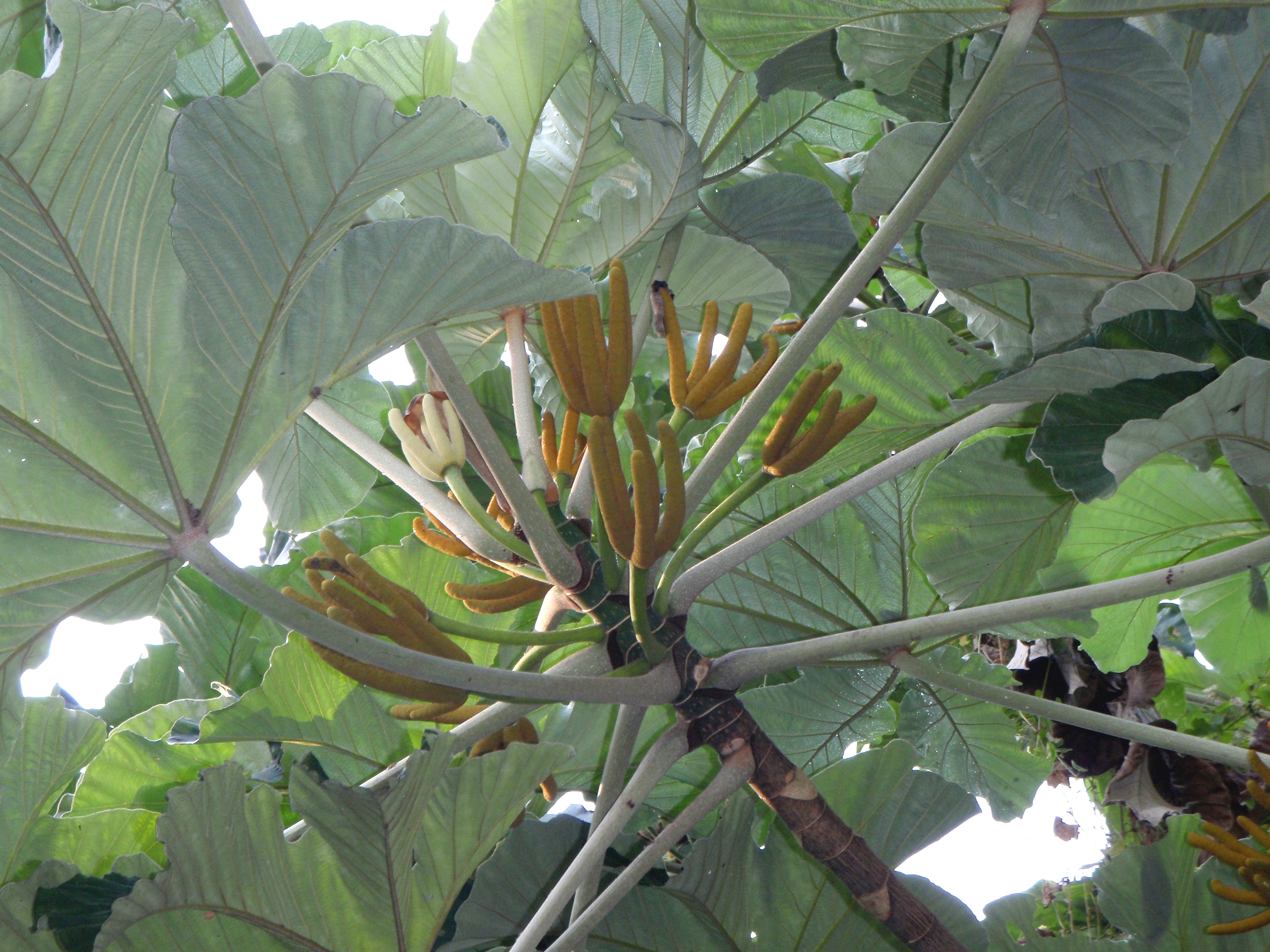 Cecropia pistillate.JPG