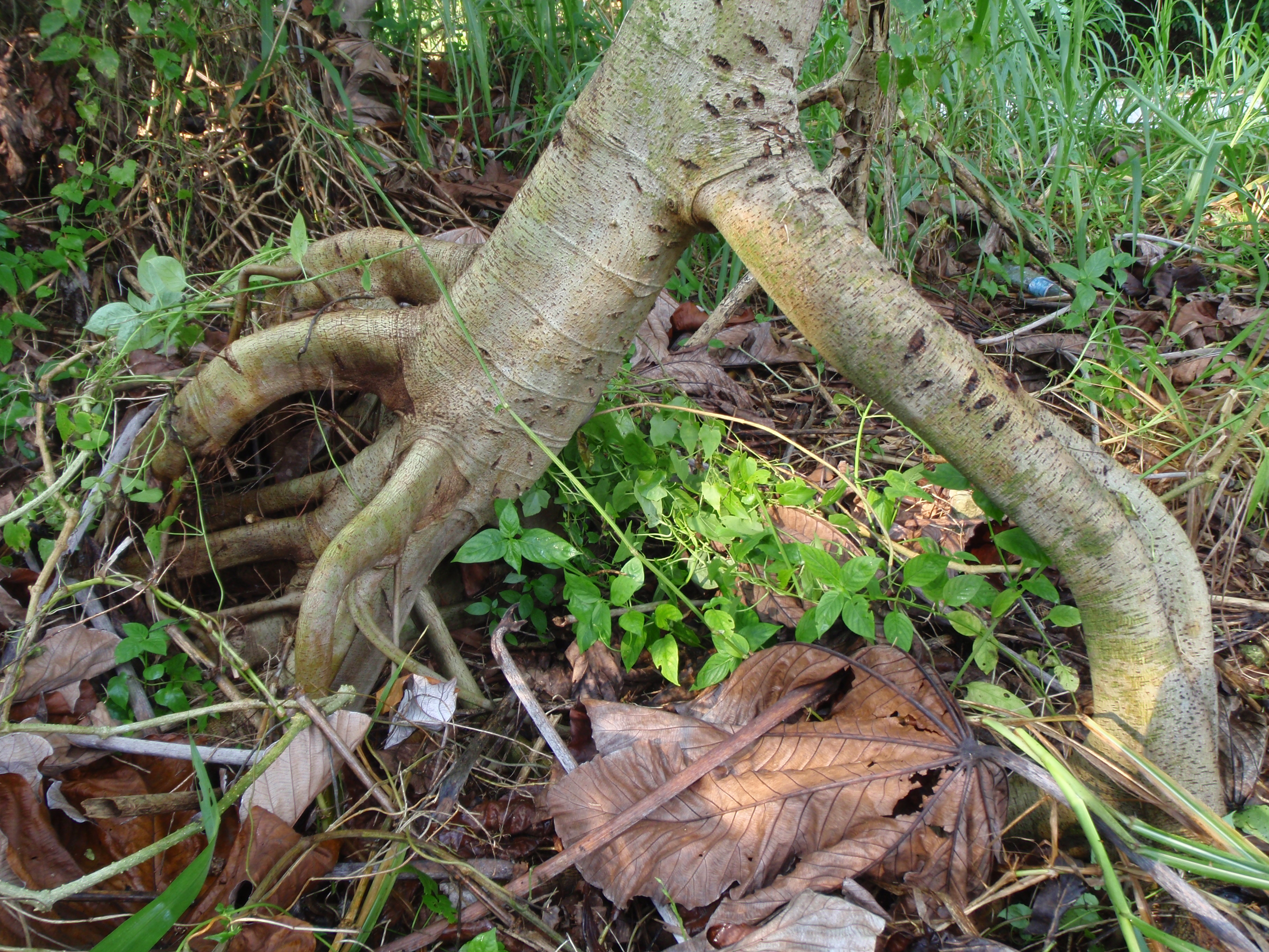 Cecropia roots.JPG