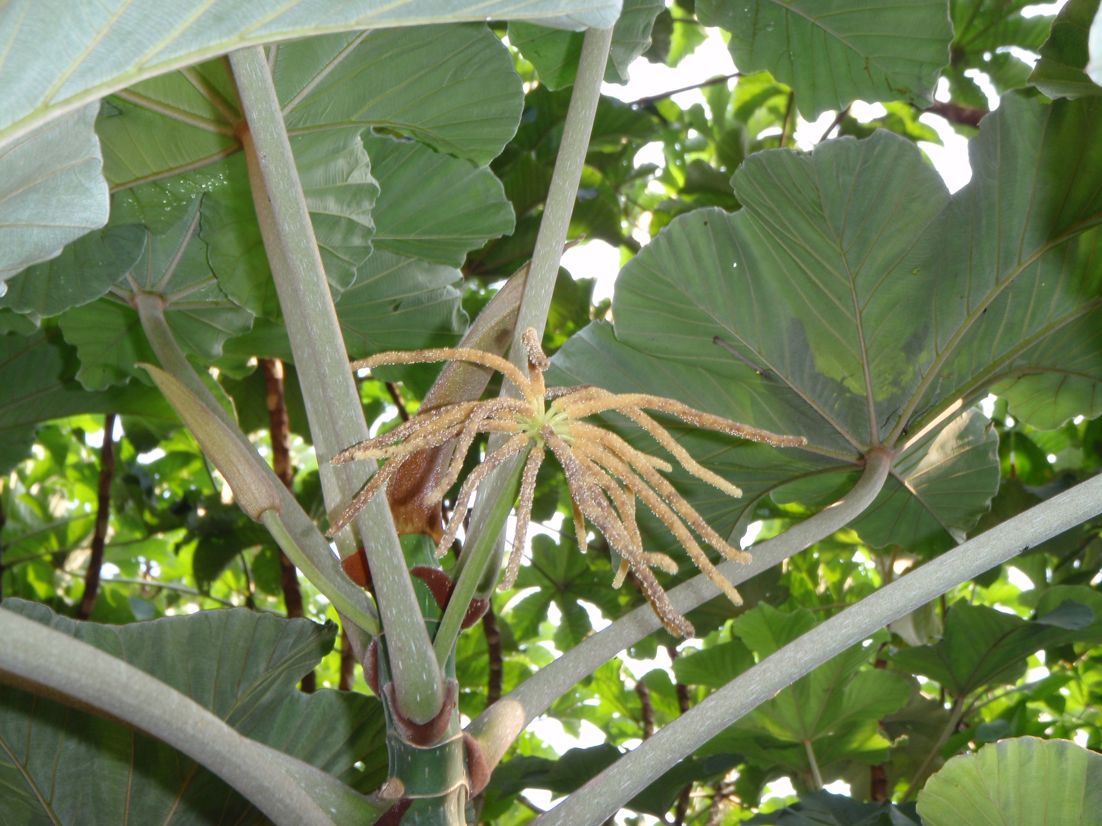 Cecropia staminate.JPG