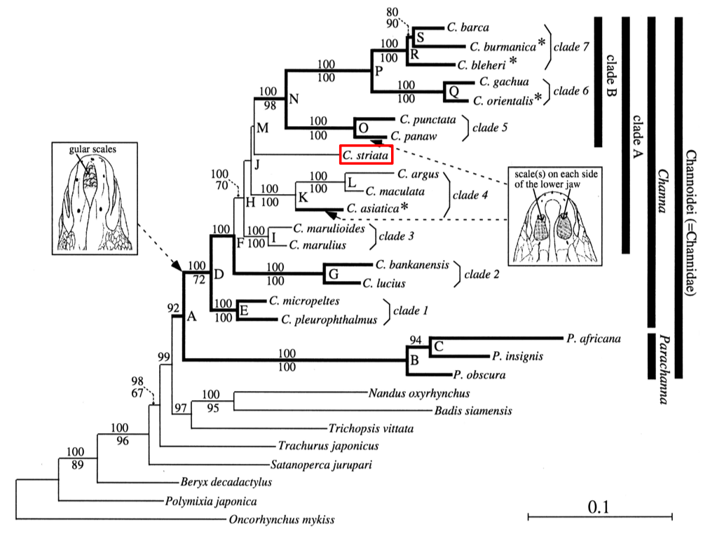 Channa phylogeny - edit.png Channa phylogeny - edit.png