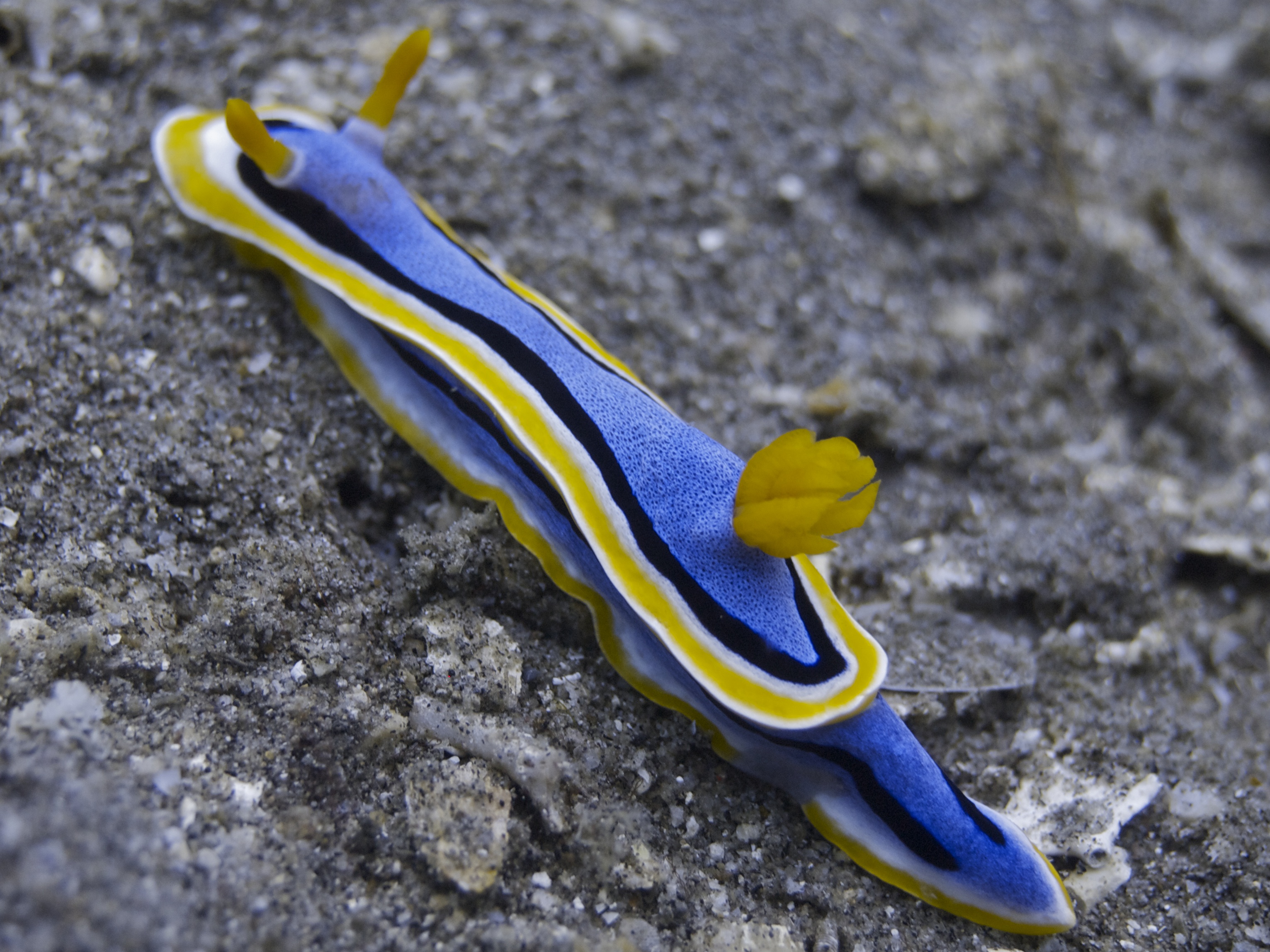 Chromodoris.jpg