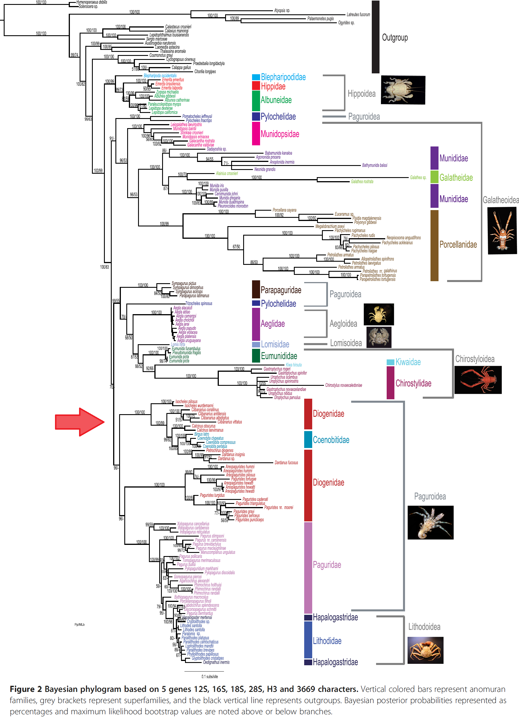 Cinfraspinatus BFig2.png