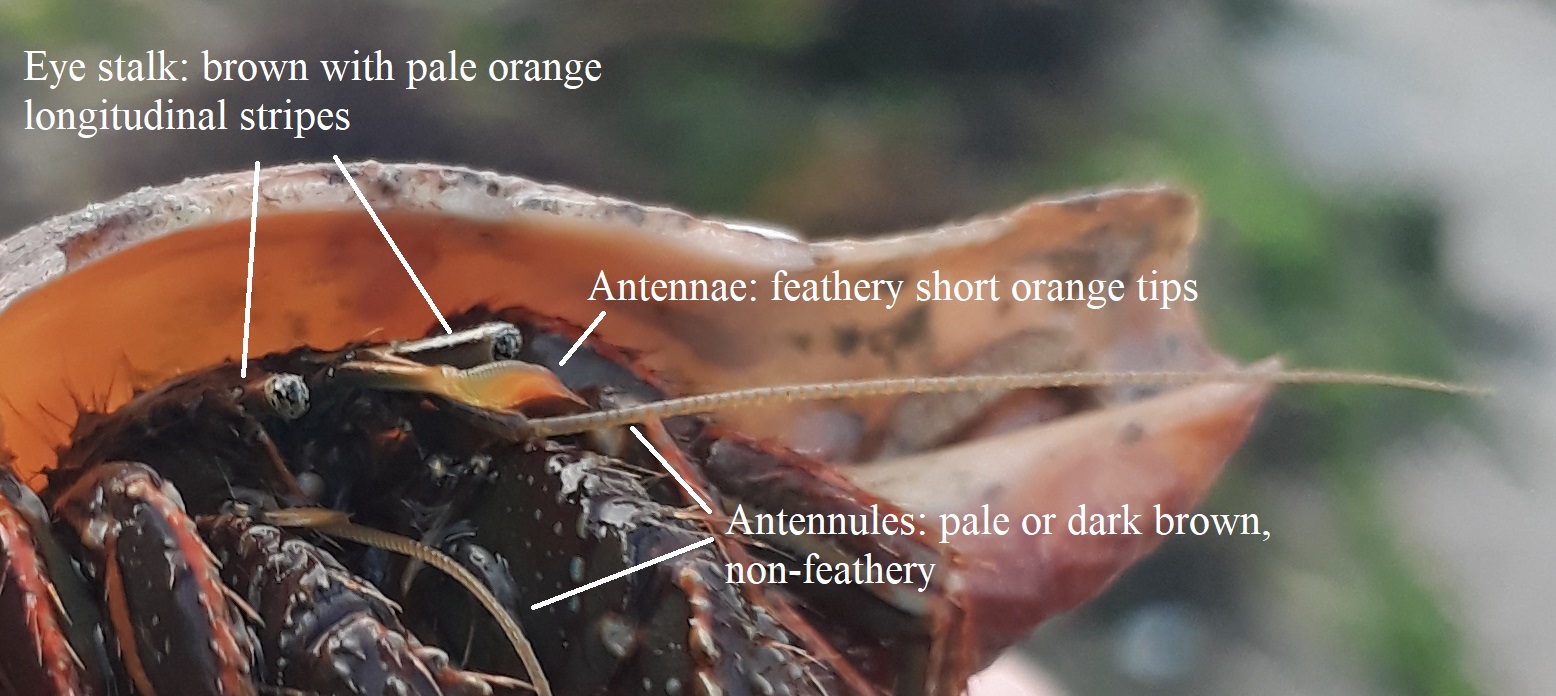 Cinfraspinatus ColourHead.jpg