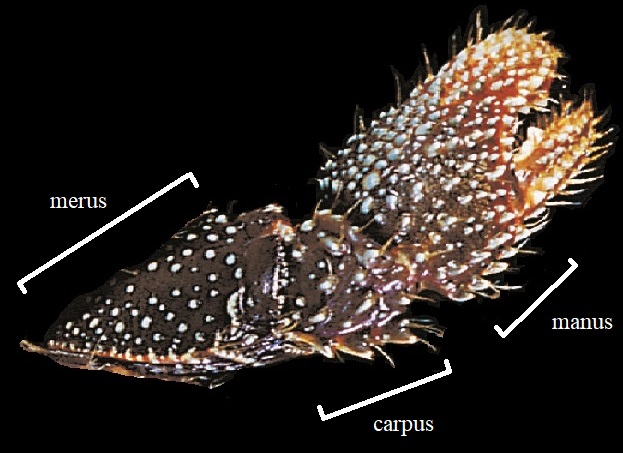 Cinfraspinatus cheliped.jpg