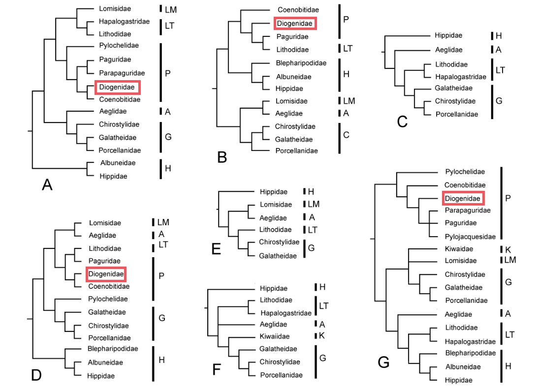 Cinfraspinatus phylopast.JPG