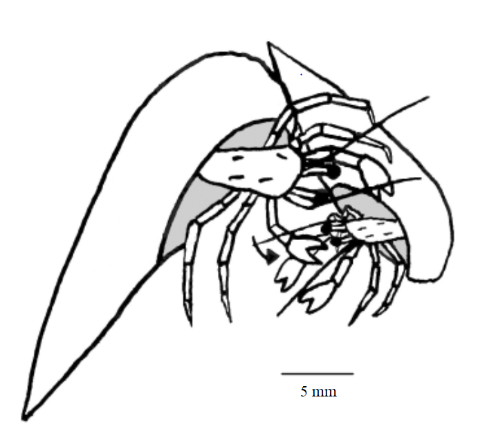 Cinfraspinatus reprod.png